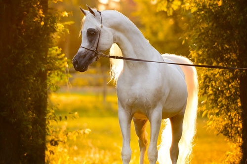 https://www.redwoodlodgearabians.com/core/image.php?src=app/media/uploads/website/30/photos/website_posts/1628/horse_cat_02.jpg&width=500&height=333