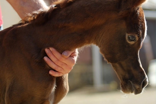 https://www.redwoodlodgearabians.com/core/image.php?src=app/media/uploads/website/30/photos/website_posts/1628/thumbnailer.php.jpeg&width=500&height=333