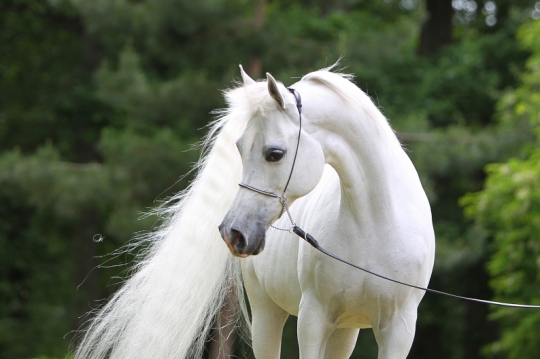 https://www.redwoodlodgearabians.com/core/image.php?src=app/media/uploads/website/30/photos/website_horses/2191/AX2E0707.JPG&width=540&height=360