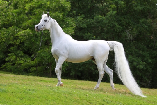 https://www.redwoodlodgearabians.com/core/image.php?src=app/media/uploads/website/30/photos/website_horses/2191/Redwood_Lodge_Antiguaa.JPG&width=540&height=360