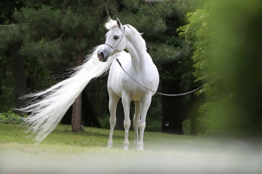 https://www.redwoodlodgearabians.com/core/image.php?src=app/media/uploads/website/30/photos/website_horses/2191/Schermata_2019_04_10_alle_15.30.00.jpg&width=540&height=360
