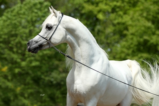 https://www.redwoodlodgearabians.com/core/image.php?src=app/media/uploads/website/30/photos/website_horses/2192/RL_Artique_14.jpg&width=540&height=360