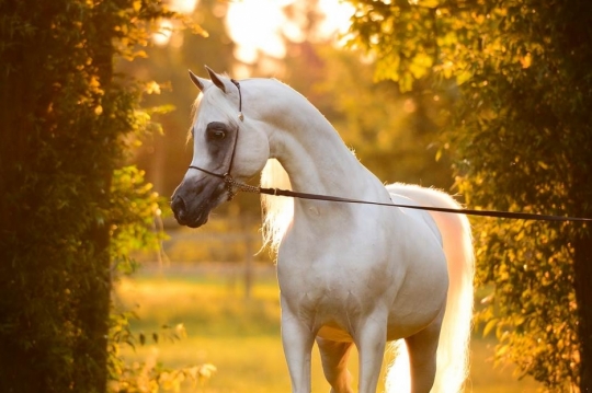 https://www.redwoodlodgearabians.com/core/image.php?src=app/media/uploads/website/30/photos/website_horses/2192/RL_Artique_1_lr.jpg&width=540&height=360
