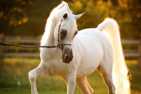https://www.redwoodlodgearabians.com/core/image.php?src=app/media/uploads/website/30/photos/website_horses/2192/RL_Artique_2_edit_lr.jpg&width=540&height=360