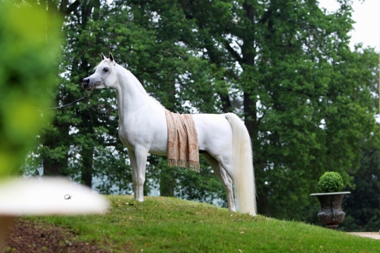 https://www.redwoodlodgearabians.com/core/image.php?src=app/media/uploads/website/30/photos/website_horses/2192/RL_Artique_6.jpg&width=540&height=360