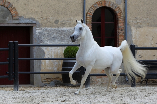 https://www.redwoodlodgearabians.com/core/image.php?src=app/media/uploads/website/30/photos/website_horses/2192/RL_Artique_7.jpg&width=540&height=360