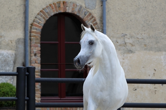 https://www.redwoodlodgearabians.com/core/image.php?src=app/media/uploads/website/30/photos/website_horses/2192/RL_Artique_8.jpg&width=540&height=360