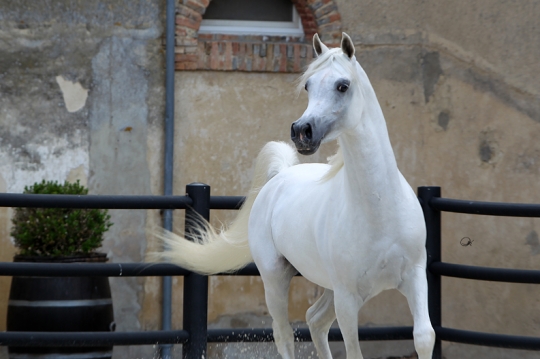https://www.redwoodlodgearabians.com/core/image.php?src=app/media/uploads/website/30/photos/website_horses/2192/RL_Artique_9.jpg&width=540&height=360