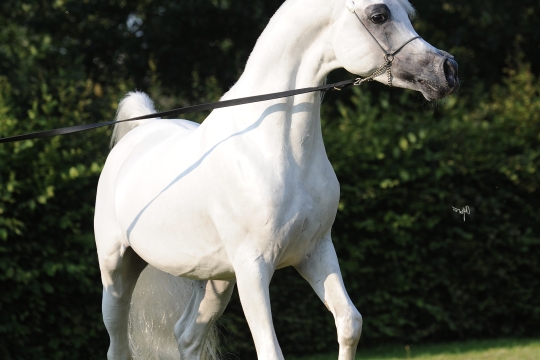 https://www.redwoodlodgearabians.com/core/image.php?src=app/media/uploads/website/30/photos/website_horses/2192/Redwood_Lodge_Artique_high_res_.jpg&width=540&height=360