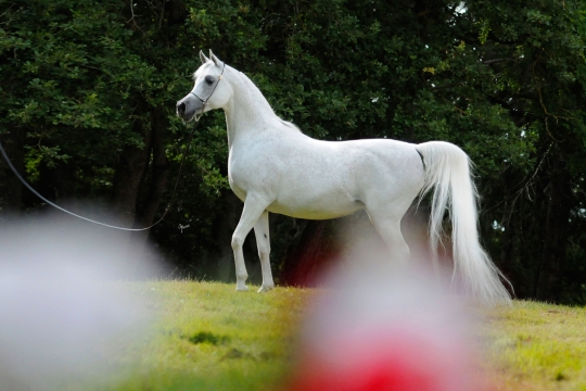 https://www.redwoodlodgearabians.com/core/image.php?src=app/media/uploads/website/30/photos/website_horses/2193/Saffron_EYE5045web.jpg&width=540&height=360