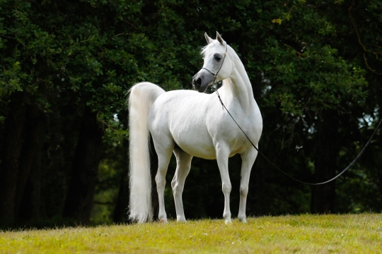 https://www.redwoodlodgearabians.com/core/image.php?src=app/media/uploads/website/30/photos/website_horses/2193/Saffron_EYE5072web.jpg&width=540&height=360