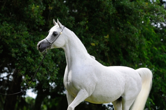 https://www.redwoodlodgearabians.com/core/image.php?src=app/media/uploads/website/30/photos/website_horses/2193/Saffron_EYE5099web.jpg&width=540&height=360