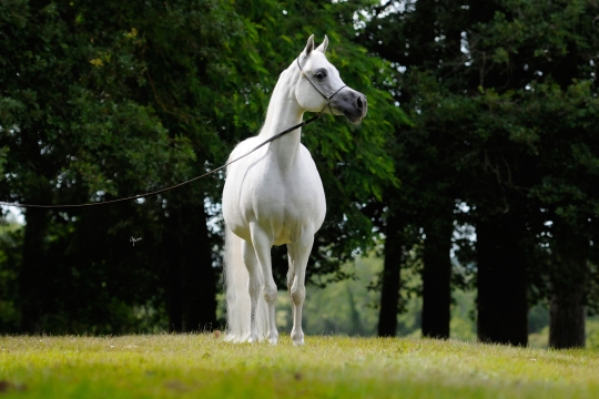 https://www.redwoodlodgearabians.com/core/image.php?src=app/media/uploads/website/30/photos/website_horses/2193/Saffron_EYE5112web.jpg&width=540&height=360