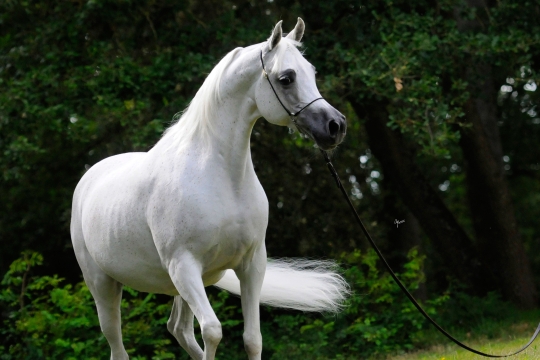 https://www.redwoodlodgearabians.com/core/image.php?src=app/media/uploads/website/30/photos/website_horses/2193/Saffron_EYE5122web.jpg&width=540&height=360