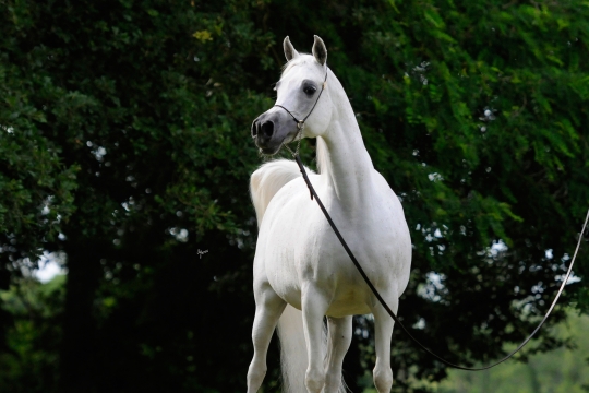 https://www.redwoodlodgearabians.com/core/image.php?src=app/media/uploads/website/30/photos/website_horses/2193/Saffron_EYE5142web.jpg&width=540&height=360