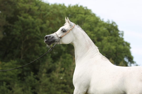 https://www.redwoodlodgearabians.com/core/image.php?src=app/media/uploads/website/30/photos/website_horses/2193/Schermata_2019_04_10_alle_15.58.09.jpg&width=540&height=360