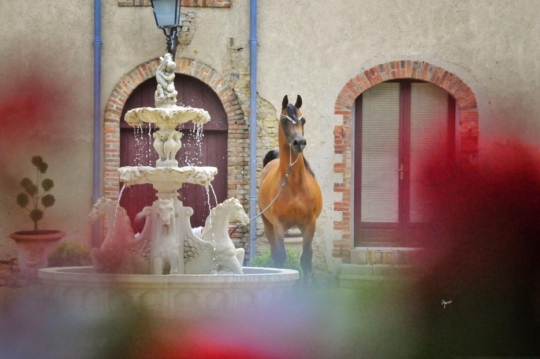 https://www.redwoodlodgearabians.com/core/image.php?src=app/media/uploads/website/30/photos/website_horses/2195/5643599f_b7af_4982_9adf_1e559d5a1c2f.JPG&width=540&height=360