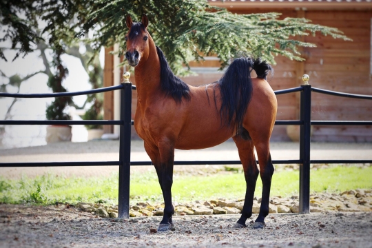 https://www.redwoodlodgearabians.com/core/image.php?src=app/media/uploads/website/30/photos/website_horses/2195/8e352c6f_5f13_4ee7_9aa7_8aa5d0eeab0e.JPG&width=540&height=360