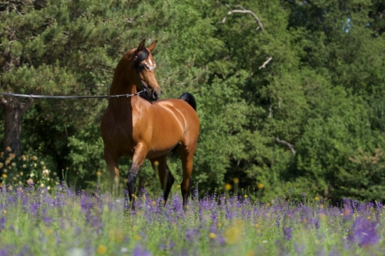 https://www.redwoodlodgearabians.com/core/image.php?src=app/media/uploads/website/30/photos/website_horses/2195/AbhaOmani.jpg&width=540&height=360