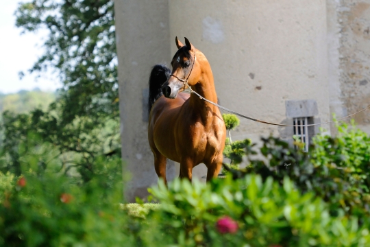 https://www.redwoodlodgearabians.com/core/image.php?src=app/media/uploads/website/30/photos/website_horses/2195/Abha_Omani_EYE3764web.jpg&width=540&height=360