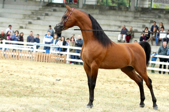 https://www.redwoodlodgearabians.com/core/image.php?src=app/media/uploads/website/30/photos/website_horses/2195/Abha_Omani_IMG_2968_copia.jpg&width=540&height=360