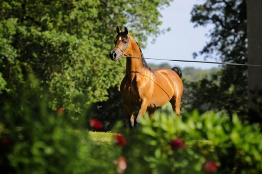 https://www.redwoodlodgearabians.com/core/image.php?src=app/media/uploads/website/30/photos/website_horses/2195/IMG_3212.JPG&width=540&height=360