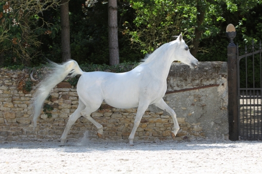 https://www.redwoodlodgearabians.com/core/image.php?src=app/media/uploads/website/30/photos/website_horses/2196/RL_Romantik_Web.jpg&width=540&height=360