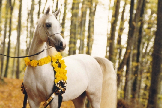 https://www.redwoodlodgearabians.com/core/image.php?src=app/media/uploads/website/30/photos/website_horses/2196/ROMANTIK300dpi.jpg&width=540&height=360