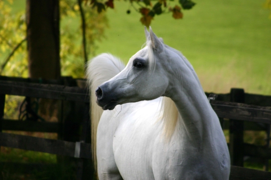 https://www.redwoodlodgearabians.com/core/image.php?src=app/media/uploads/website/30/photos/website_horses/2197/241004_20samara12_1_1_.jpg&width=540&height=360