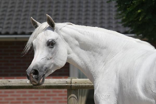 https://www.redwoodlodgearabians.com/core/image.php?src=app/media/uploads/website/30/photos/website_horses/2197/RL_Samarah.jpg&width=540&height=360