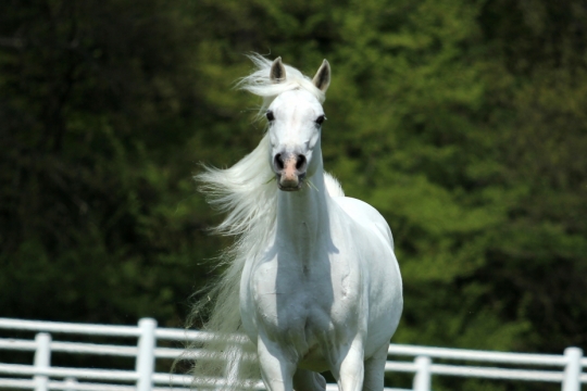 https://www.redwoodlodgearabians.com/core/image.php?src=app/media/uploads/website/30/photos/website_horses/2197/Redwood_Lodge_Samarah.jpg&width=540&height=360