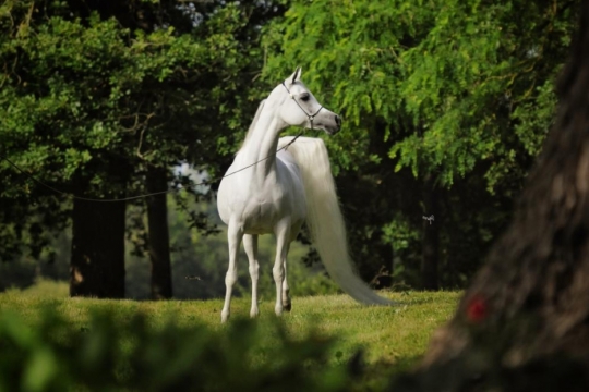 https://www.redwoodlodgearabians.com/core/image.php?src=app/media/uploads/website/30/photos/website_horses/2198/RL_Safaanah1.jpg&width=540&height=360