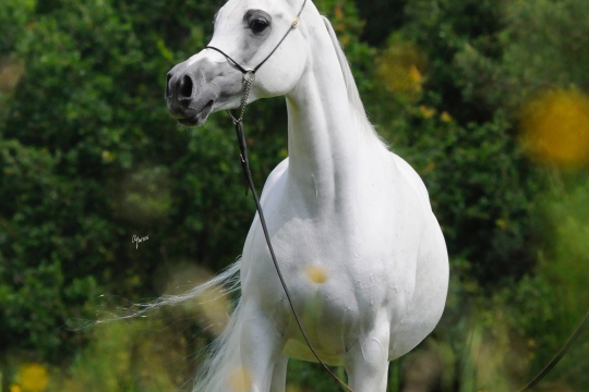 https://www.redwoodlodgearabians.com/core/image.php?src=app/media/uploads/website/30/photos/website_horses/2198/Saafaanah_EYE5562web.jpg&width=540&height=360