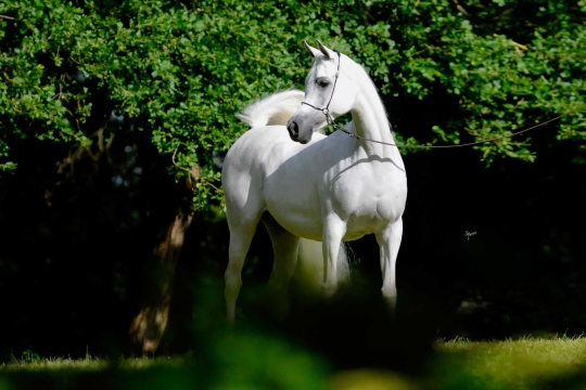 https://www.redwoodlodgearabians.com/core/image.php?src=app/media/uploads/website/30/photos/website_horses/2198/Safaanah_EYE3908web.jpg&width=540&height=360