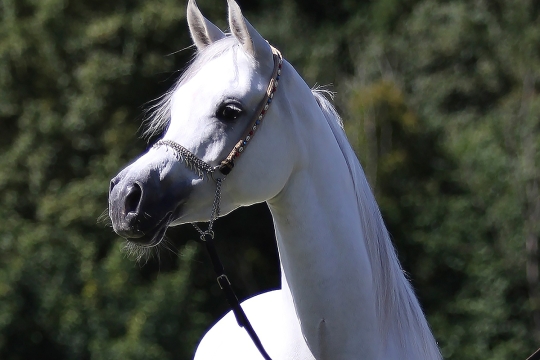 https://www.redwoodlodgearabians.com/core/image.php?src=app/media/uploads/website/30/photos/website_horses/2199/RL_Safiraa.jpg&width=540&height=360