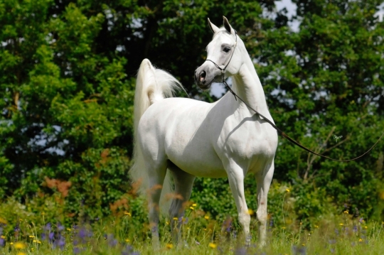 https://www.redwoodlodgearabians.com/core/image.php?src=app/media/uploads/website/30/photos/website_horses/2199/Safiraa_EYE4381web.jpg&width=540&height=360