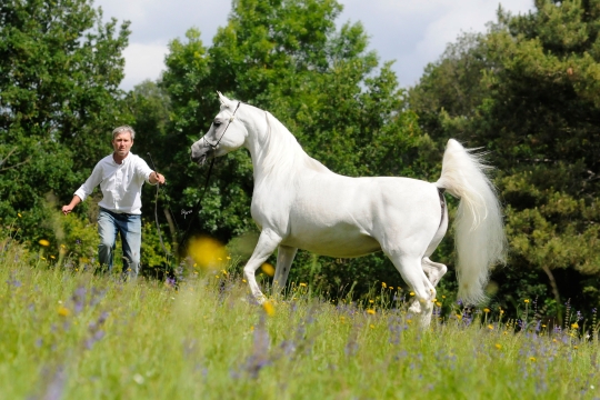 https://www.redwoodlodgearabians.com/core/image.php?src=app/media/uploads/website/30/photos/website_horses/2199/Safiraa_EYE4441web.jpg&width=540&height=360