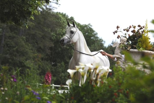 https://www.redwoodlodgearabians.com/core/image.php?src=app/media/uploads/website/30/photos/website_horses/2199/Safiraa_EYE4488web.jpg&width=540&height=360