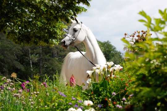 https://www.redwoodlodgearabians.com/core/image.php?src=app/media/uploads/website/30/photos/website_horses/2199/Safiraa_EYE4507web.jpg&width=540&height=360