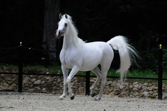 https://www.redwoodlodgearabians.com/core/image.php?src=app/media/uploads/website/30/photos/website_horses/2200/Samsara_EYE4599web.jpg&width=540&height=360