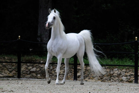 https://www.redwoodlodgearabians.com/core/image.php?src=app/media/uploads/website/30/photos/website_horses/2200/Samsara_EYE4602web.jpg&width=540&height=360
