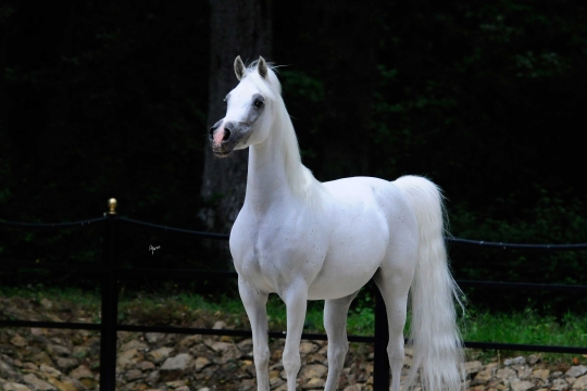 https://www.redwoodlodgearabians.com/core/image.php?src=app/media/uploads/website/30/photos/website_horses/2200/Samsara_EYE4611web.jpg&width=540&height=360