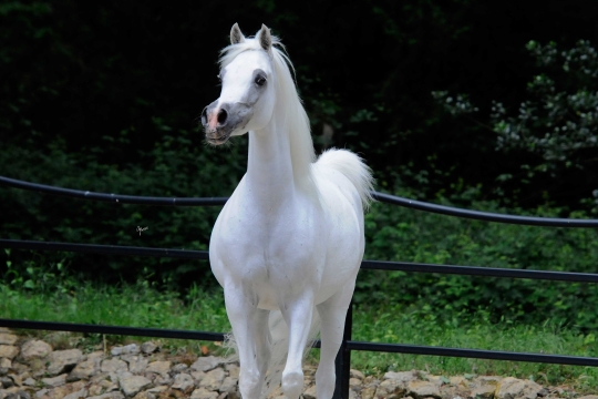 https://www.redwoodlodgearabians.com/core/image.php?src=app/media/uploads/website/30/photos/website_horses/2200/Samsara_EYE4625web.jpg&width=540&height=360