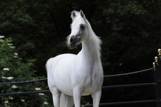 https://www.redwoodlodgearabians.com/core/image.php?src=app/media/uploads/website/30/photos/website_horses/2200/Samsara_EYE4649web.jpg&width=540&height=360