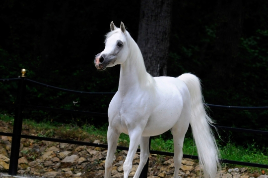 https://www.redwoodlodgearabians.com/core/image.php?src=app/media/uploads/website/30/photos/website_horses/2200/Samsara_EYE4651web.jpg&width=540&height=360