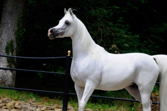 https://www.redwoodlodgearabians.com/core/image.php?src=app/media/uploads/website/30/photos/website_horses/2200/Samsara_EYE4658web.jpg&width=540&height=360