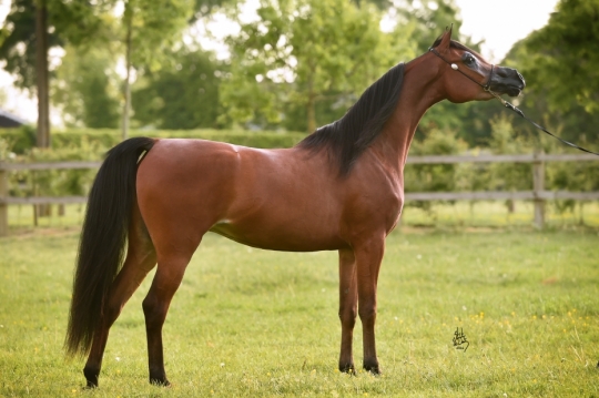 https://www.redwoodlodgearabians.com/core/image.php?src=app/media/uploads/website/30/photos/website_horses/2201/6034_SCHOUKENS_0516_810.jpg&width=540&height=360