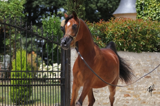 https://www.redwoodlodgearabians.com/core/image.php?src=app/media/uploads/website/30/photos/website_horses/2201/Argentinaa.jpg&width=540&height=360