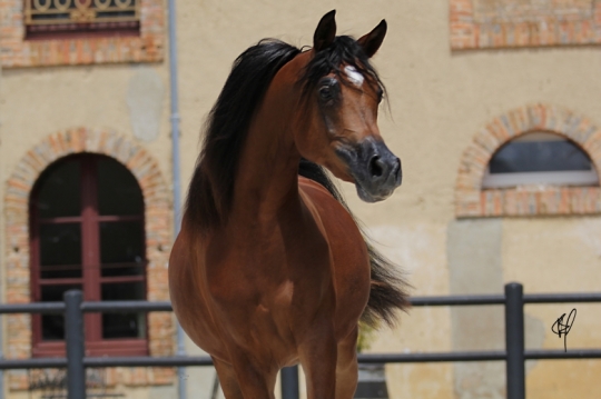 https://www.redwoodlodgearabians.com/core/image.php?src=app/media/uploads/website/30/photos/website_horses/2201/Argentinaa2.jpg&width=540&height=360