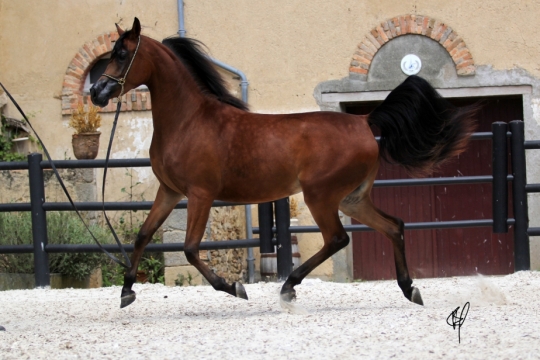 https://www.redwoodlodgearabians.com/core/image.php?src=app/media/uploads/website/30/photos/website_horses/2201/Argentinaa3.jpg&width=540&height=360